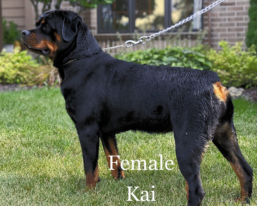 Kai (F) excellent temperament Rottweiler