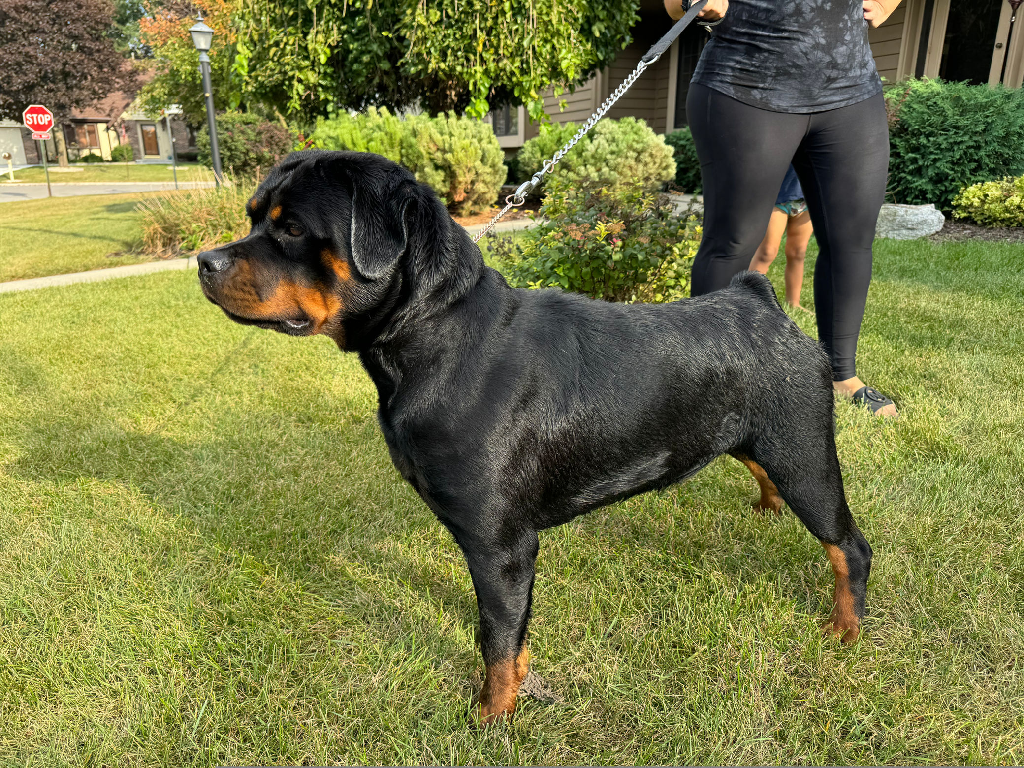 Training session on leash with Page Haus Rottweiler