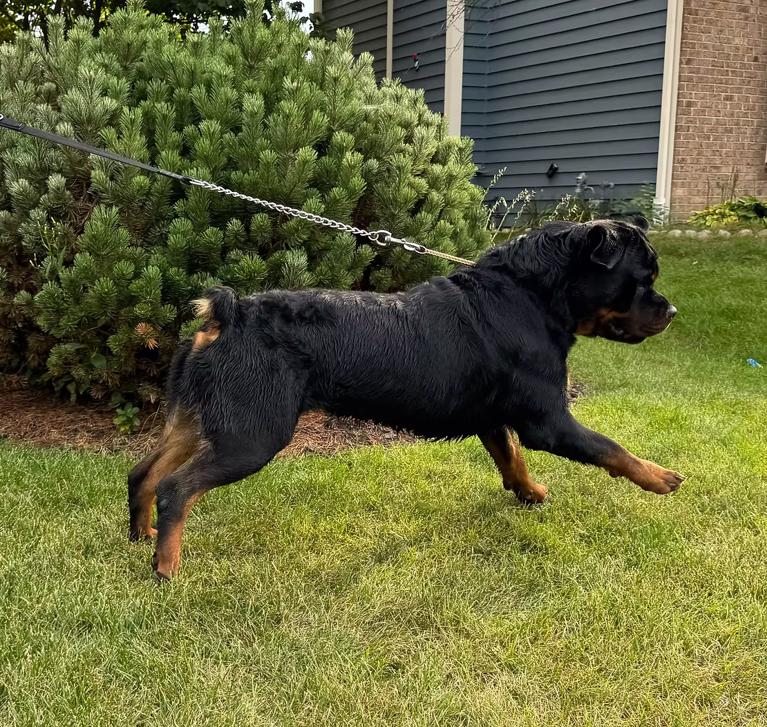 Rottweiler moving with balanced structure